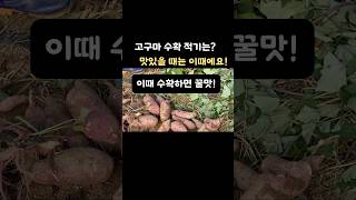 고구마 이때 수확하면 꿀맛  고구마 수확시기 알수있는 3가지 [upl. by Otreblide]