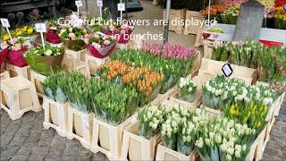 Market Day on Burg Square Brugge Belgium [upl. by Colvin841]