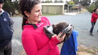 Baby Wombat [upl. by Jaco]