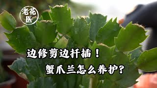 边修剪边扦插！蟹爪兰怎么养护？Cutting and pruning How does Schlumbergera truncata take care of it [upl. by Stich]