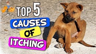 Why Is My Dog SO Itchy  the 5 Big Causes  Dog Health Vet Advice [upl. by Emaj]