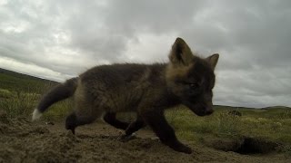 Baby Arctic Foxes Nunavut [upl. by Aroon]