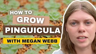 Pinguicula Plant Care amp Propagation With Megan Webb [upl. by Corey24]