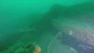 Diving the wreck of the Salsette in Lyme bay 2018 [upl. by Atiuqcir927]