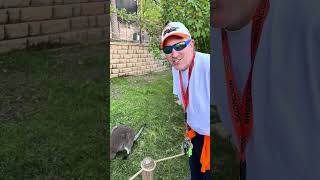 Lets go pet a Wallaby [upl. by Elin]