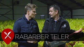 Rabarber telen  ZON fruit amp vegetables [upl. by Ziwot]