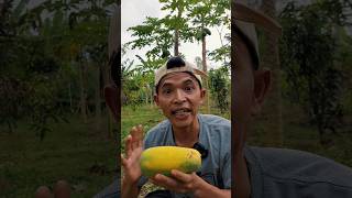 Makan Buah Pepaya California yang rasanya maniss🤤👍 mukbang buah pepaya pepayacalifornia manis [upl. by Faires]