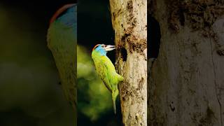 Mother bird Feeding babies shorts trending music datingwithnature [upl. by Mae809]