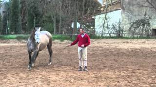 Beautiful Andalusian Horse in Liberty  Natural Horsemanship by Lluis Pell from Spain [upl. by Llerad539]