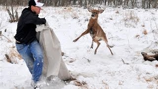 Locked Whitetail Bucks Freed Watch Their Antlers Get Sawed Off [upl. by Ran]