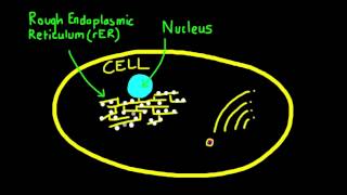 247 Explain how vesicles are used to transport materials within a cell [upl. by Yecaw]