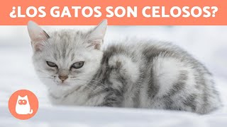 ¿Los gatos son celosos  ¡TODO SOBRE LOS CELOS EN LOS GATOS [upl. by Malas]