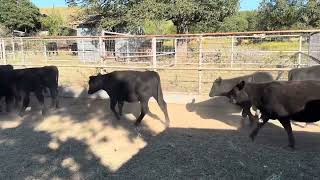 59 Head steers amp heifers selling 102324 [upl. by Naot]