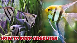 How To Keep Angelfish [upl. by Florella]