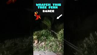 60MPH mile WIND gusts💨 make my TREE FERN 🌴 DANCE💃 😮  3am shorts garden dance [upl. by Yroffej]