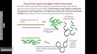 DNA sequencing BAC to BAC sequencing [upl. by Aneroc]