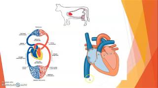 SISTEMA CIRCULATORIO EN LOS ANIMALES [upl. by Raynata]