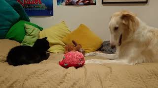 Young borzoi showing his toys to old cat [upl. by Irena]