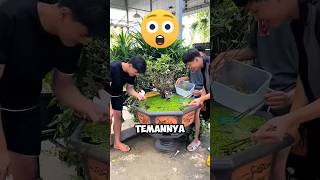 Orang Orang Ini Terkejut Melihat Kolam Ikannya Menjadi Sangat Buruk ‼️😱shorts [upl. by Suoiradal]