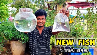 New Fish வாங்கியாச்சு  Red Color Zebra Fish  Vijay Vlogs [upl. by Margarette]