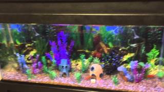 55G Freshwater LED Aquarium w SpongeBob [upl. by Nathanial]