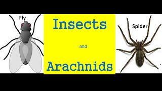 Insects and arachnids for kids  Differences And Similarities [upl. by Gilda]