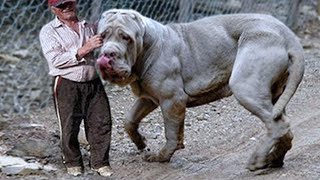 15 Most Expensive Dog Breeds In The World [upl. by Ahgiel904]