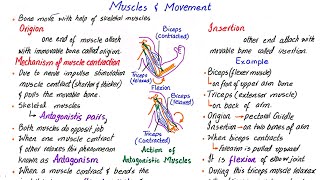 Muscles and movement  biceps and triceps  class 10 [upl. by Hoebart538]