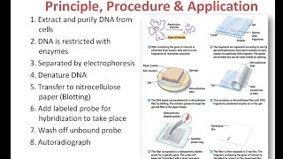 Southern Blotting Principle Procedure and Applications [upl. by Seidnac887]