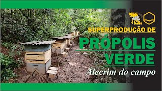 SUPERPRODUÇÃO DE PRÓPOLIS VERDE NO SÍTIOAPIÁRIO TOCA DOS BUACOS COM ARMINDO PAI  BETIMMG [upl. by Suhpesoj]