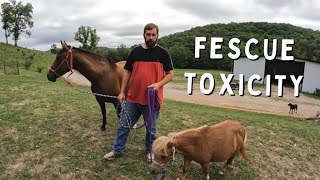 Why We Dont Allow Our Pregnant Horses On Pasture  FESCUE TOXICITY [upl. by Georgette]