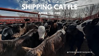 LUCKY TO HAVE COWS TO SHIP fire texas ranch [upl. by Heinrik]