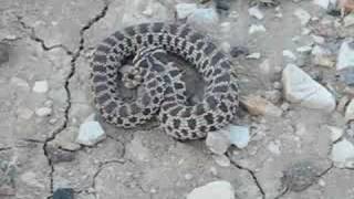 Mexican Hognose Snake Bluffing [upl. by Fineman263]