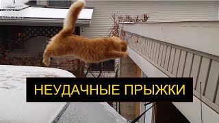 Неудачные прыжки котов и кошек смешные кошки [upl. by Ained]