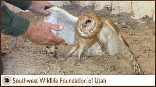 Barn Owl Gave a Good Fight [upl. by Nosna1]