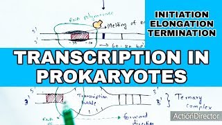 Transcription in prokaryotes  Initiation Elongation Termination  Bio science [upl. by Naujud]