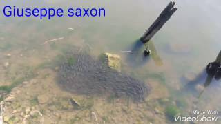 giuseppe saxon  cefaletti  pesca con il bilancino [upl. by Dasi546]