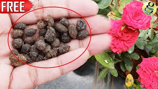 FREE ORGANIC FERTILIZER  GOAT DUNG  SHEEP DUNG  Flowering amp Vegetable Gardening [upl. by Felicia]