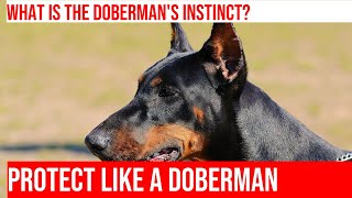 Uncovering the Dobermans Protective Instincts [upl. by Binny269]