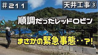 ≪週末DIYから始める移住への道≫ ＃211 順調に育っていた生垣レッドロビンが大ピンチ？！天井工事３ ≪アラフィフ開拓≫ [upl. by Pitzer]