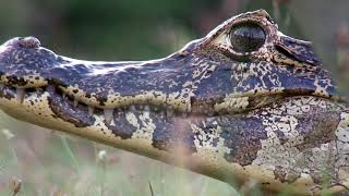 The Pantanal A Jewel of South America [upl. by Ayotan]