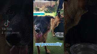 my personality German Shepherd GSD puppy 🤪🙃🐶new shorts ytshorts viral viralshorts [upl. by Winters232]