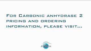 Carbonic Anhydrase 2 Recombinant Protein [upl. by Epillihp154]