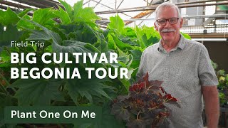 40 BEGONIA CULTIVAR TOUR at Fort Worth Botanic Garden — Ep 290 [upl. by Etnaid]