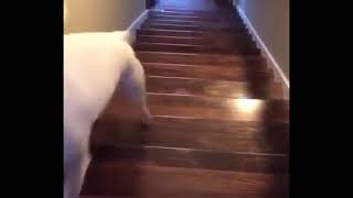 Walter Jumps Down Stairs FULL VIDEO ad [upl. by Nahtanhoj381]