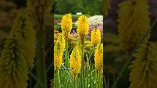 Pyromania® Solar Flare Red Hot Poker Kniphofia hybrid [upl. by Bainbrudge813]