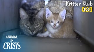 HELP Mother And Two Kittens Stuck In A Wall Pillar l Animal in Crisis Ep 380 [upl. by Tobye]