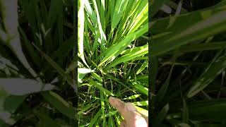 FLOWERING STAGE OF RICE PLANT [upl. by Ahsinev]