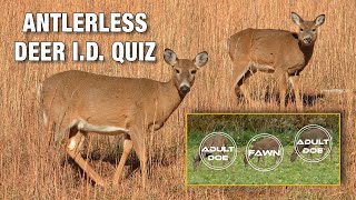 How to Identify Antlerless Deer in the Field Plus 18Deer Quiz [upl. by Ttekcirc]