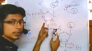 RNA modifications 5 prime cap [upl. by Annaet]